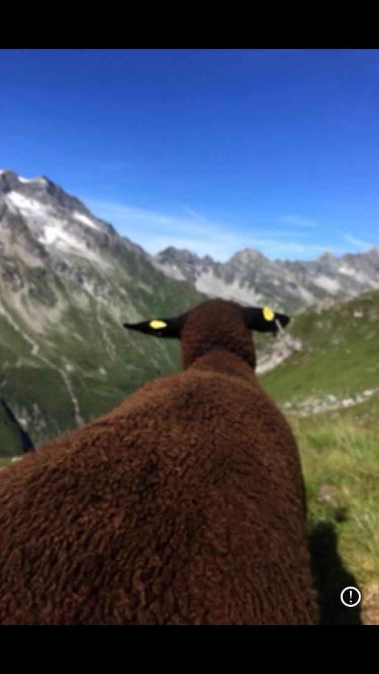 Apartamento Mountapart In - Out - Sommercard Zum Halben Preis - Gueltig Von Juli Bis September 2025